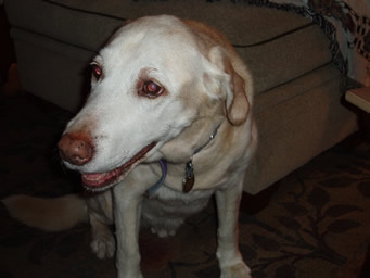 Kelly the dog doing a profile pose